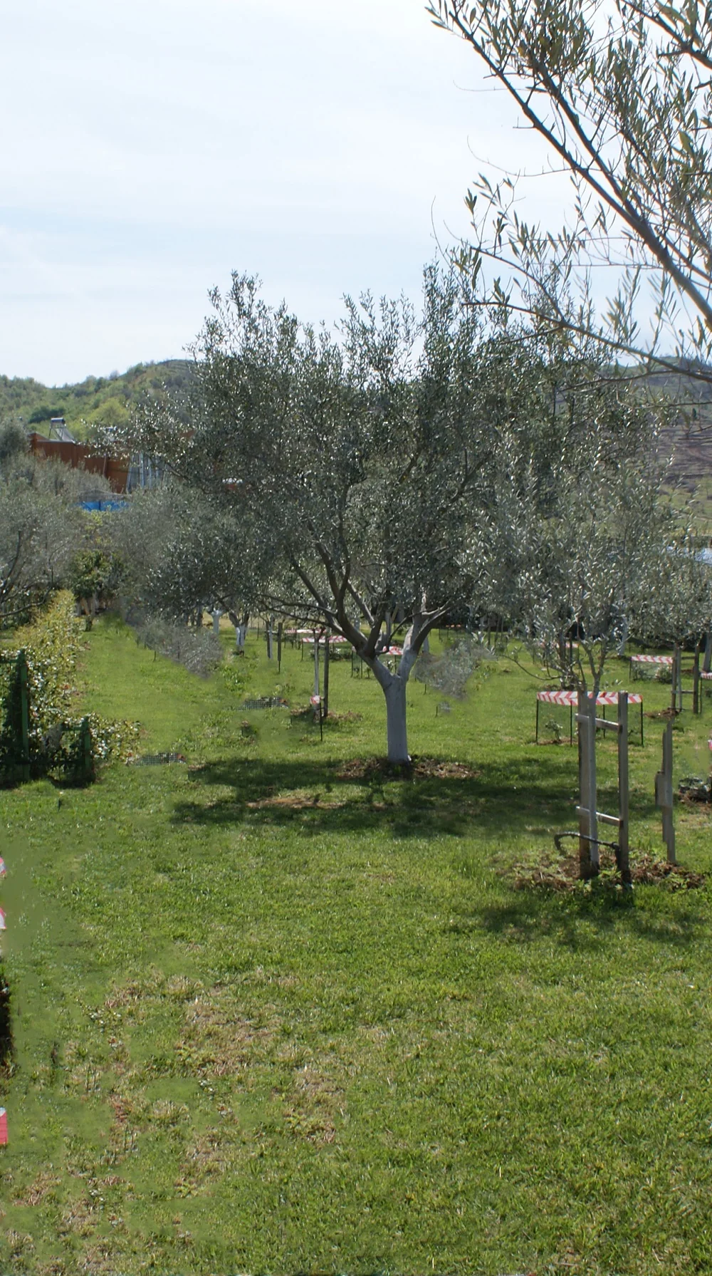 Hap&euml;sirat e gjelbra